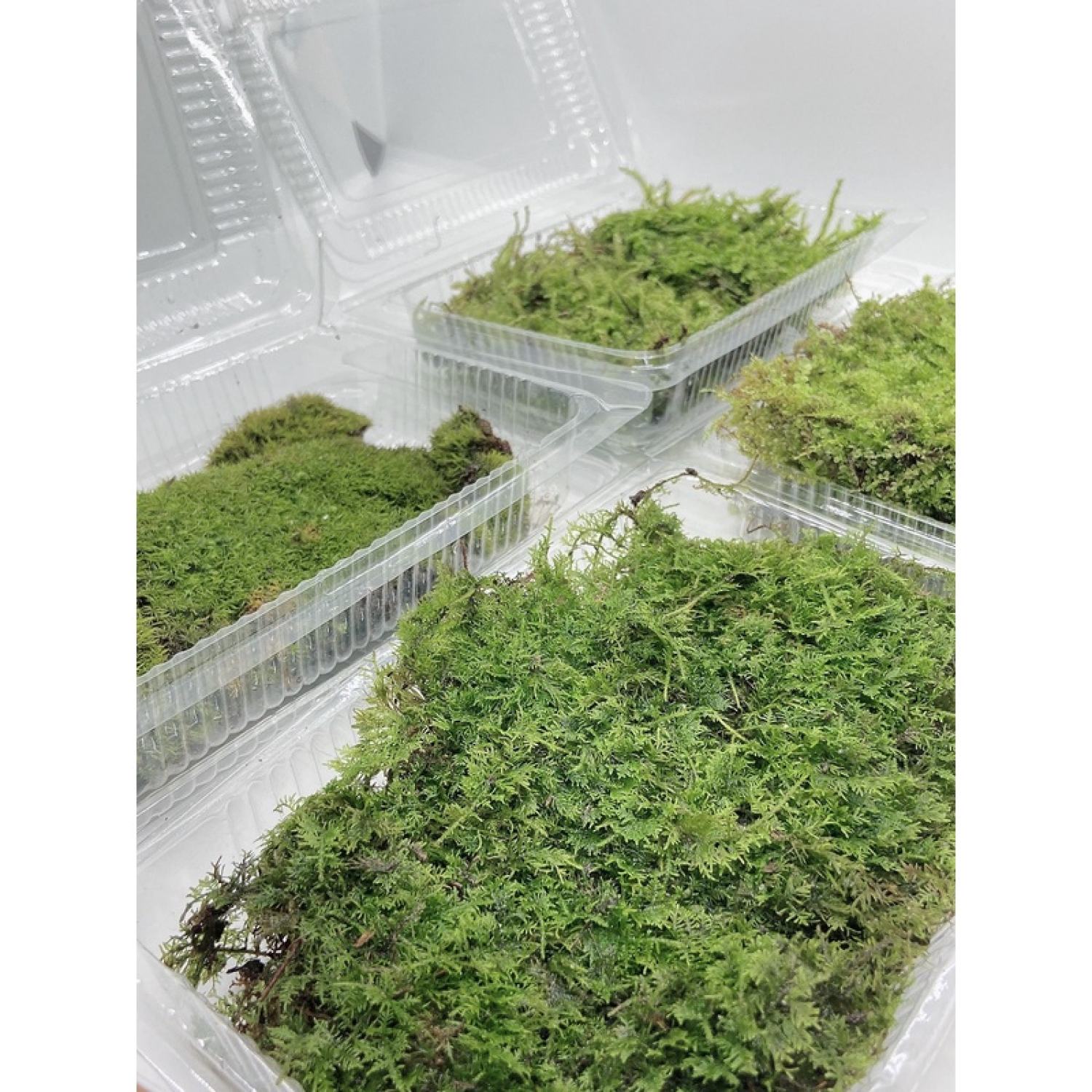 Rêu trắc bá setup bể bán cạn, tiểu cảnh, sân vườn, terrarium, gắn lũa