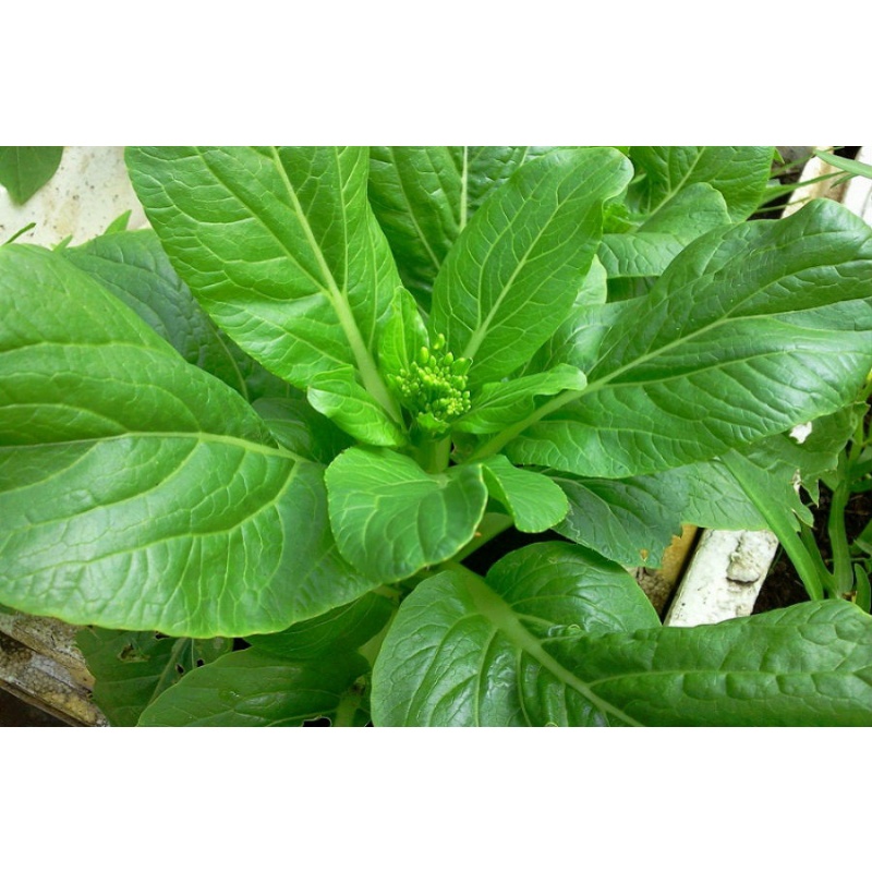 Hạt giống cải ngồng (cải ngọt bông) - gói 20 gram