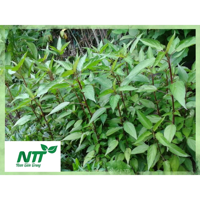 Hạt giống Rau Đay Đỏ - Rau Đay trắng TN - 55