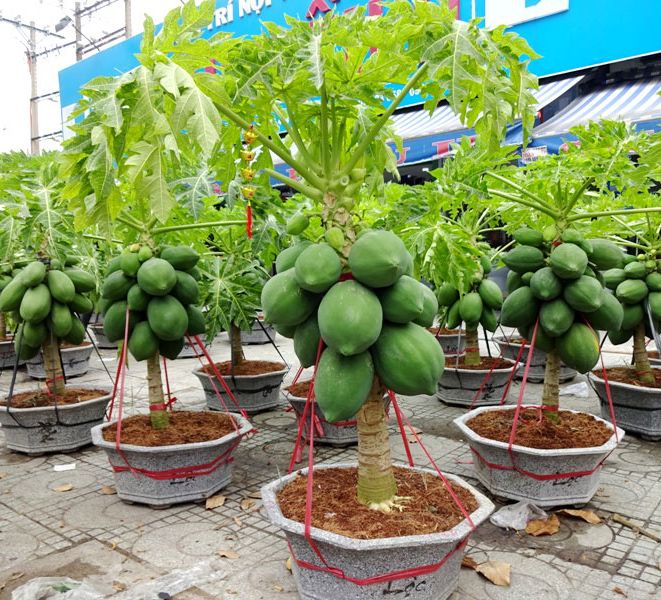 Hạt Giống Đu Đủ Lùn Siêu Trái ( gói 10 hạt ) - VTNT