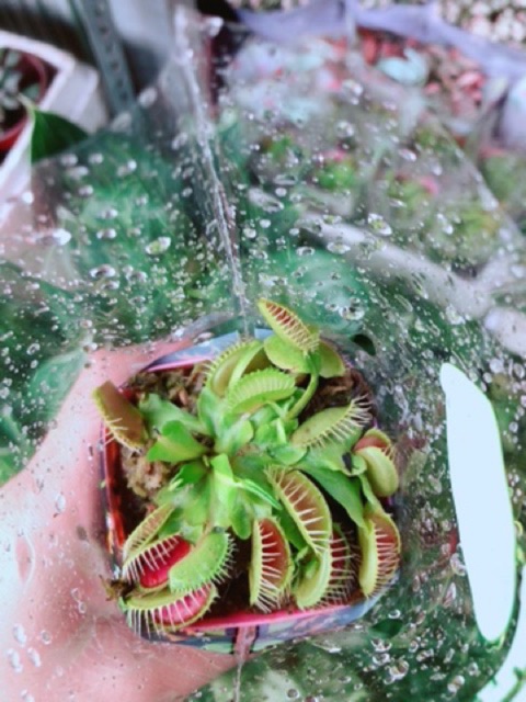 Cây Bẫy Kẹp Bắt Côn Trùng