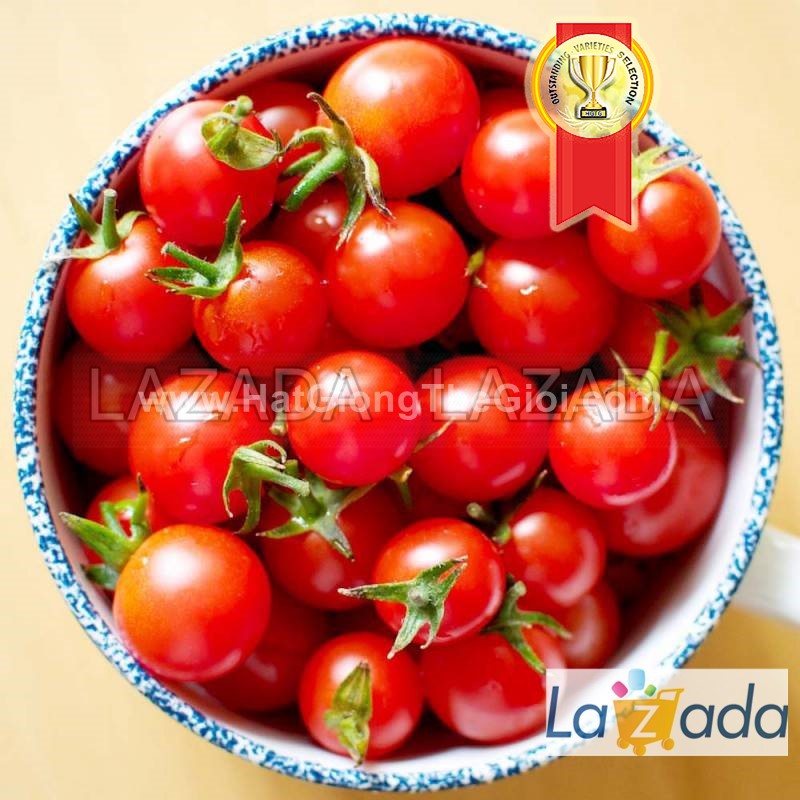 25.HAT Hạt Giống Cà Chua Chuỗi Ngọc Siêu Quả Brix13 TG187 (KL| C4*W45)