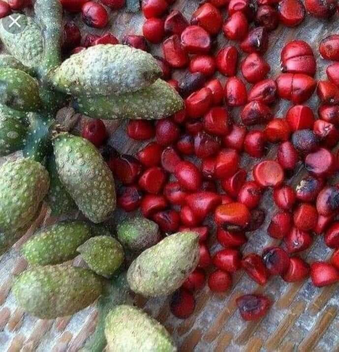 50 HẠT DỔI TÂY BẮC