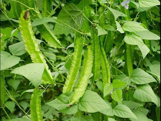 Hạt Giống Đậu Rồng cao Sản - Gói 5gr