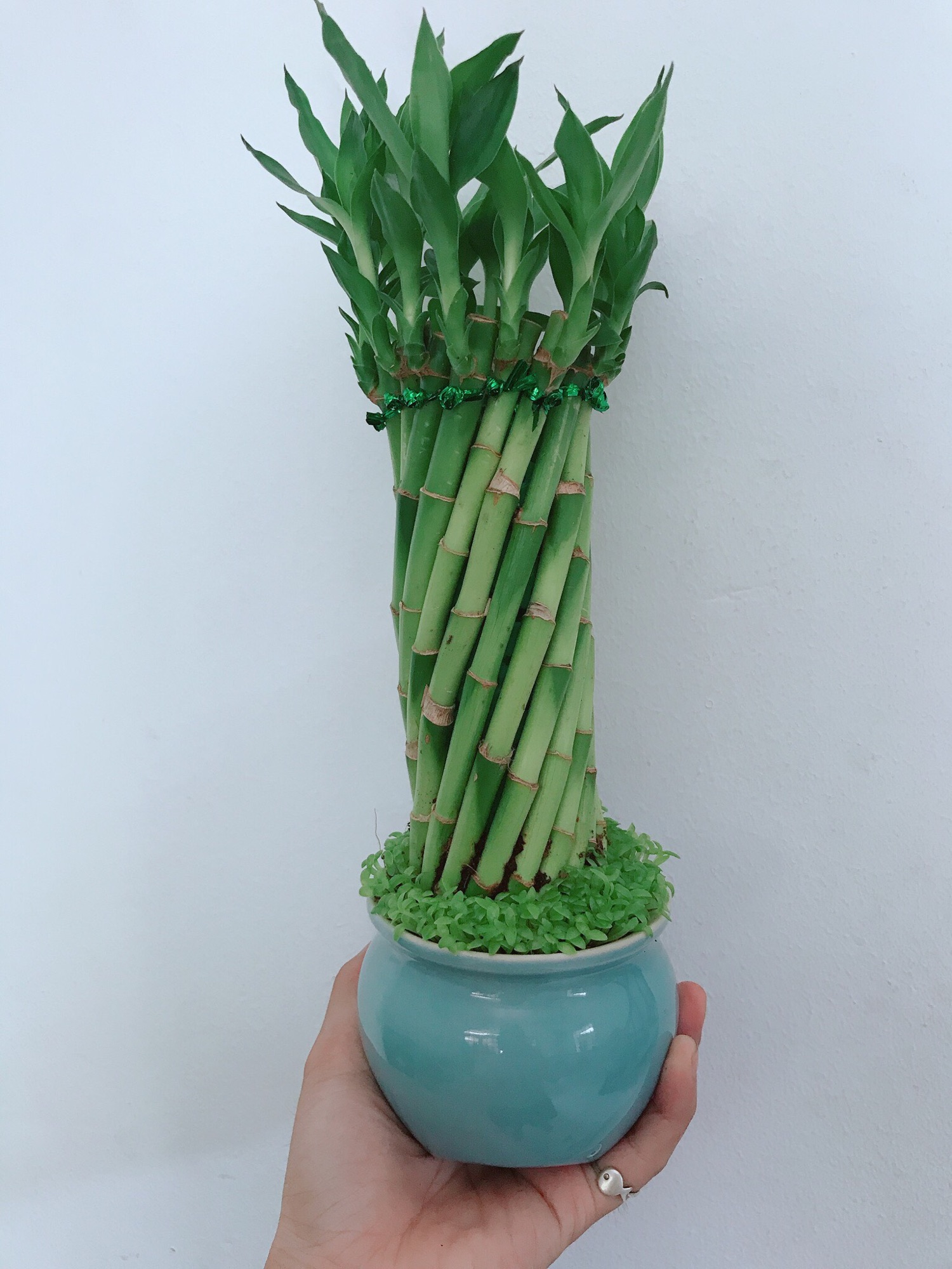Chậu cây trúc phát tài