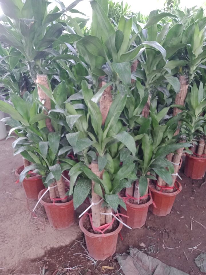 CHẬU CÂY THIẾT MỘC LAN GÉP 3 THÂN