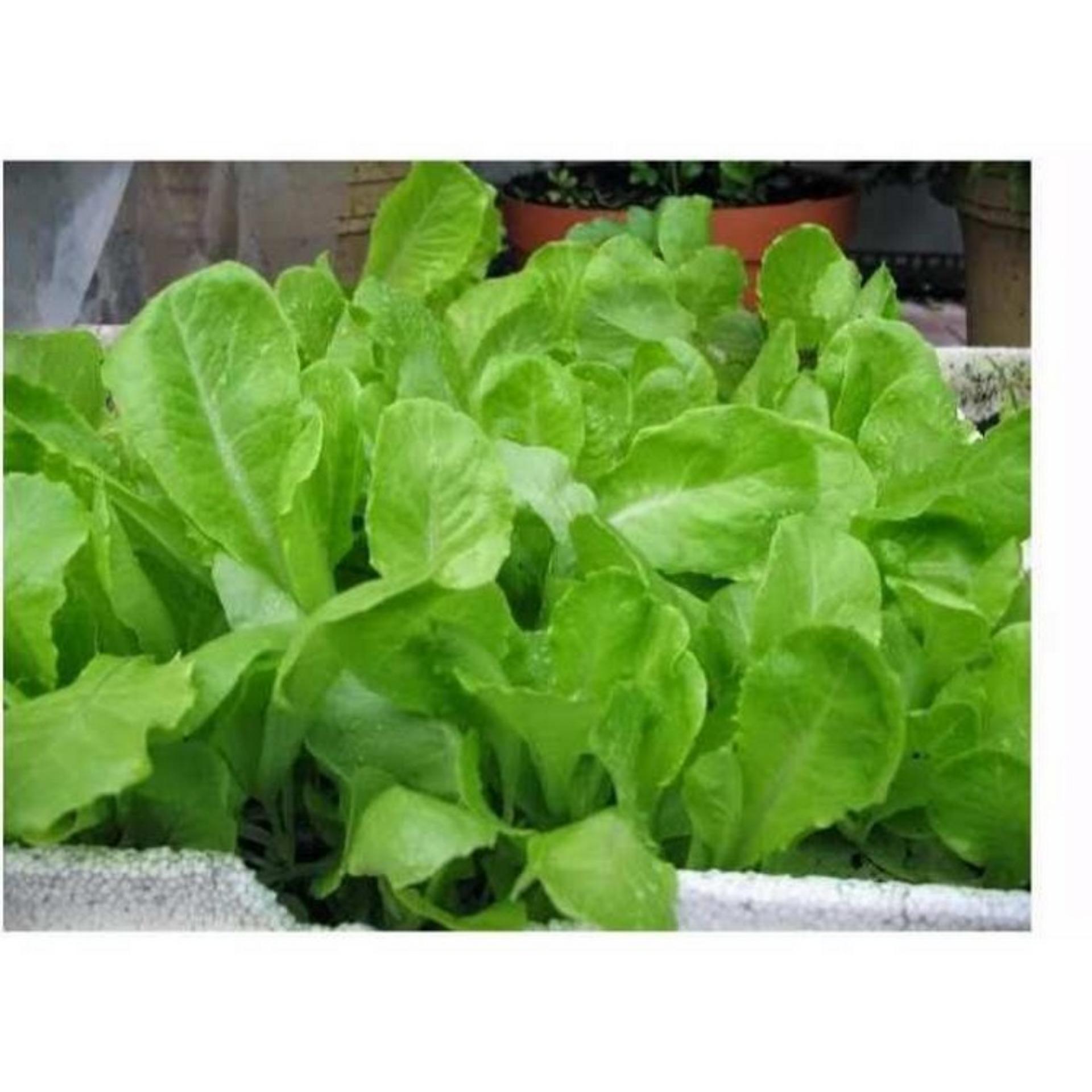 10g Hạt giống Xà lách baby