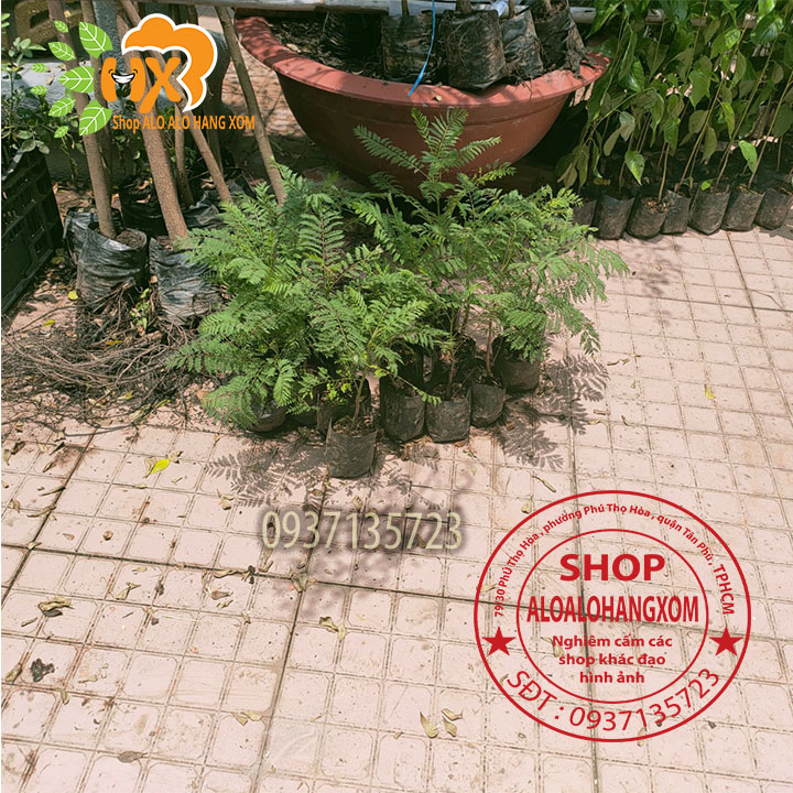 COMBO 5 CÂY PHƯỢNG TÍM CÂY GIỐNG