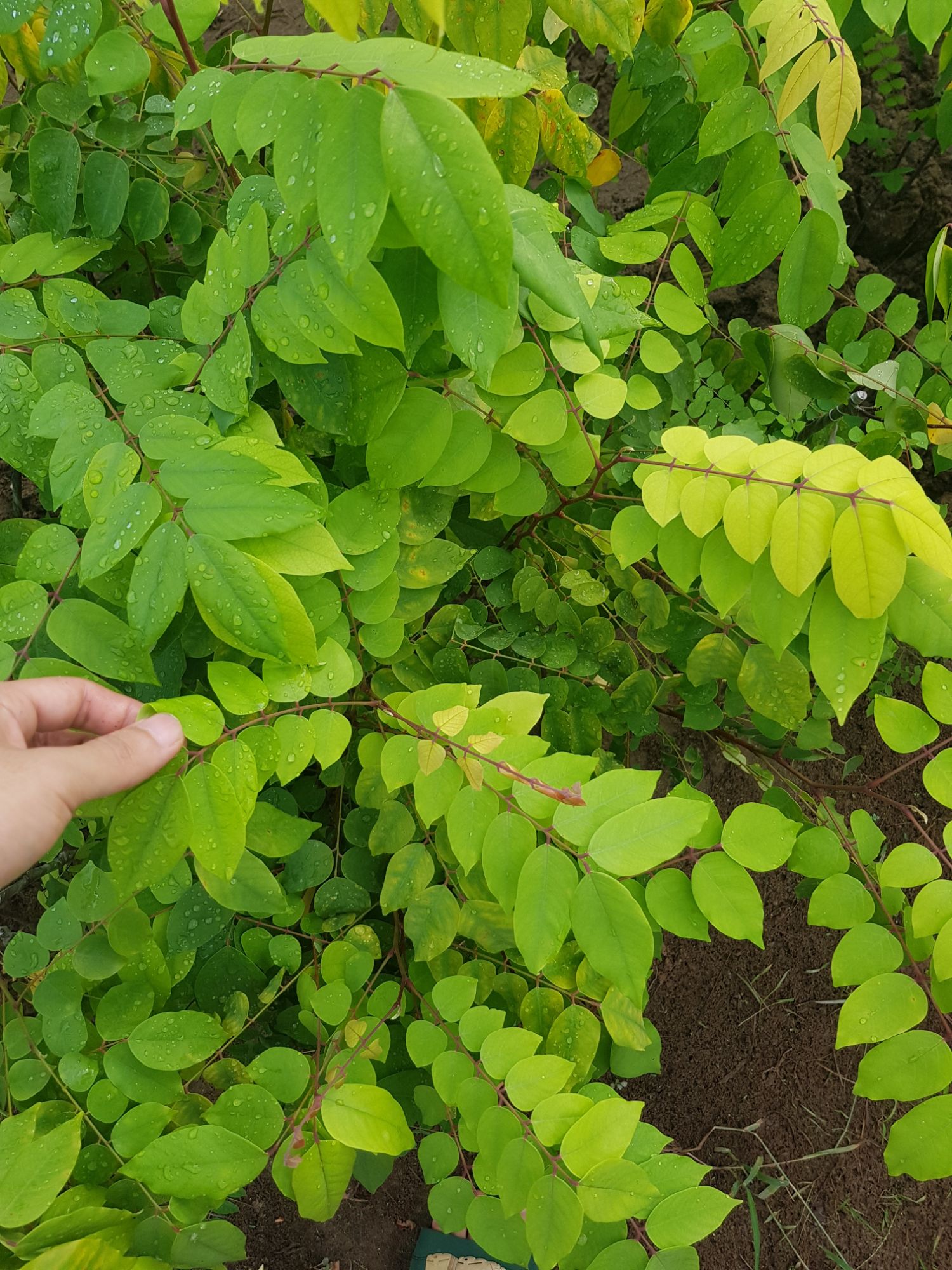Cây giống khế ngọt nhanh quả