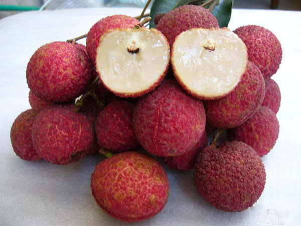 Cây giống vãi F1 hàng cay giong nong nghiep nhập khẫu vai khong hat