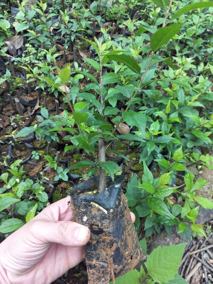 CÂY GIỐNG NHẤT CHI MAI