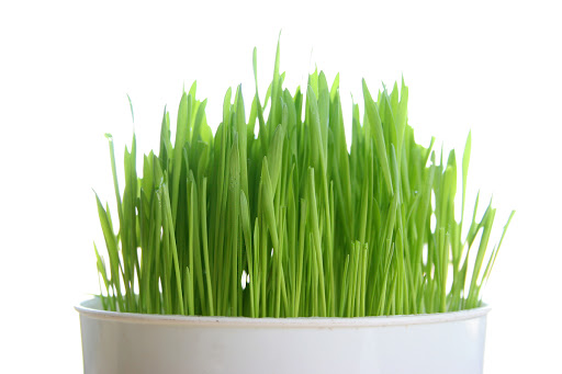 Hạt giống mầm lúa mạch 20gr