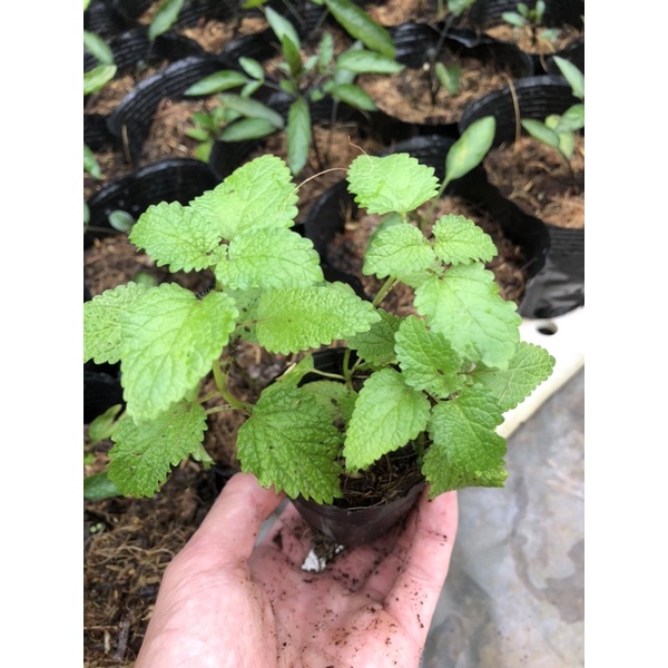 Cây Bạc Hà Sả Chanh - Lemon Balm