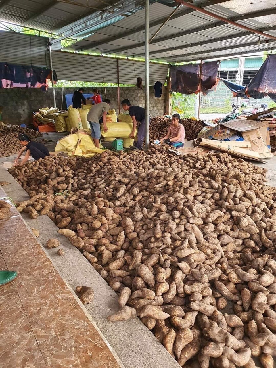 SÂM ĐẤT LOẠI ĐỂ ĂN, ĐẶC SẢN LÀO CAI SIÊU NGỌT