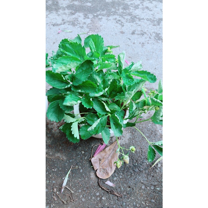 Chậu Cây Dâu Tây