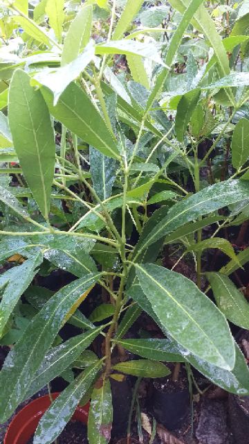 Cây Chuông Vàng Giống 20cm