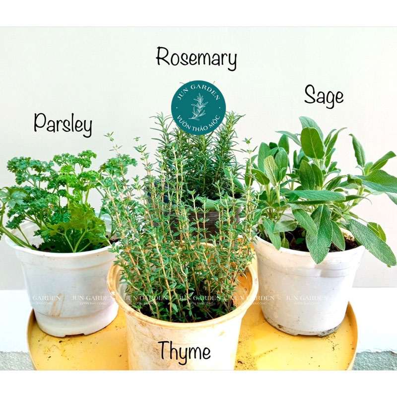 Scaborough fair jun garden combo thảo mộc, parsley, sage, rosemary and thyme. ngò tây, hương thảo, xô thơm, xạ hương