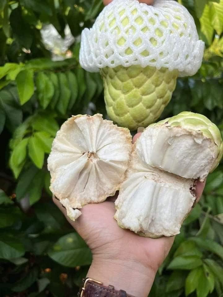 Na thái (Na nữ hoàng) Chỉ giao HN và HCM