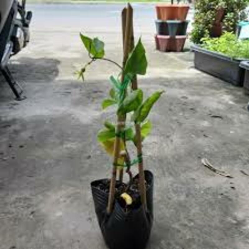 Cây giống hoa thiên lý siêu hoa