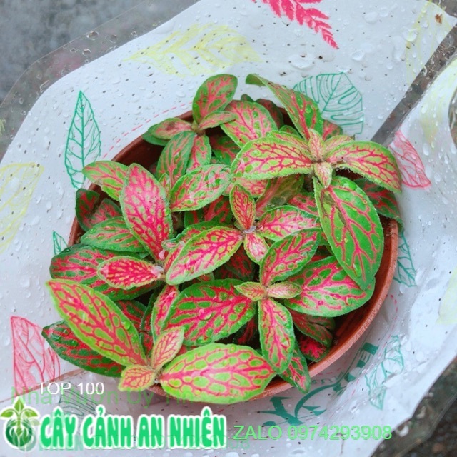 Cẩm nhung vàng đỏ