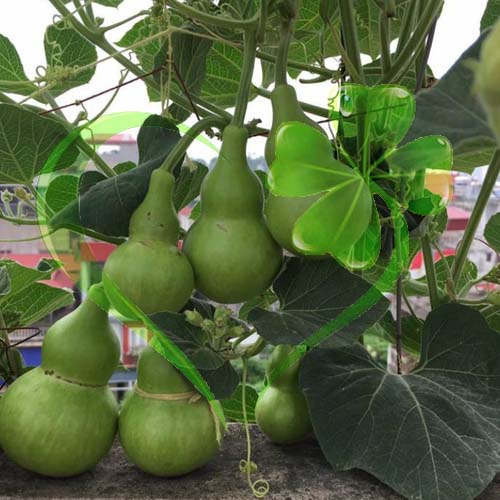 Hạt giống bầu hồ lô - gói 10 hạt