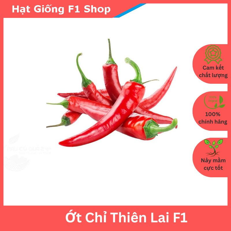 Hạt giống ớt chỉ thiên lai f1 sai trái