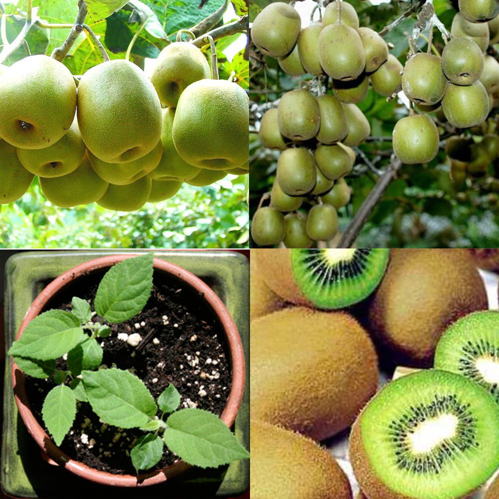 Cây KIWI xanh, đỏ, vàng giống, siêu sai quả, quả ngon ngọt thơm, cam kết chất lượng