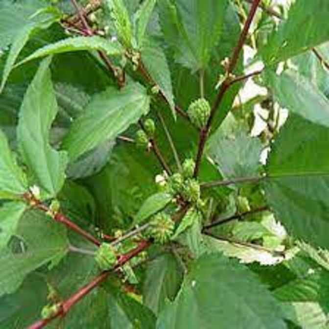 Hạt giống rau đay đỏ dể trồng -gói 20 gam