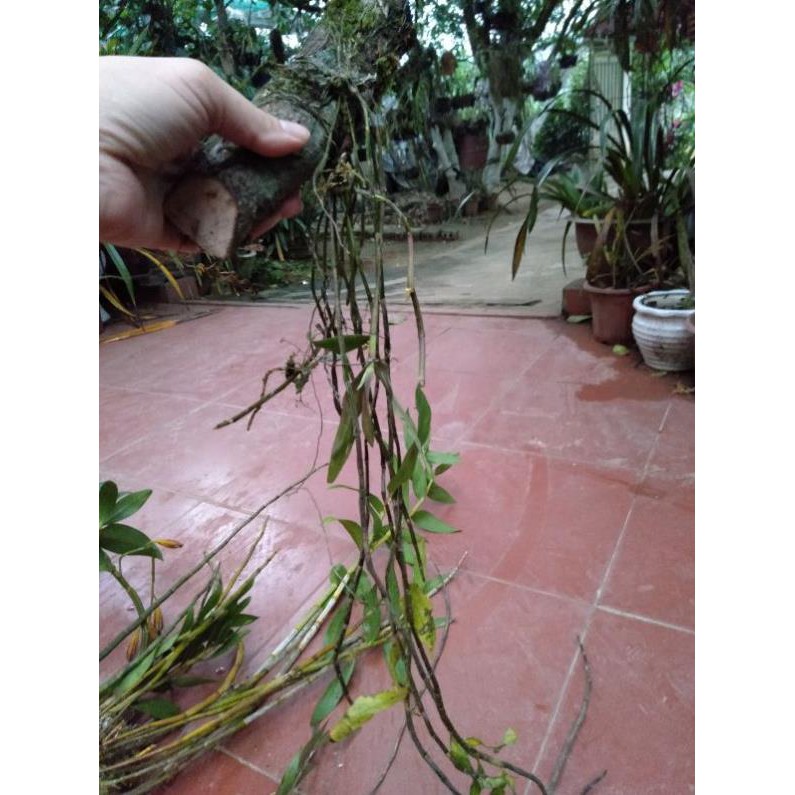 hoa phong lan hoàng thảo hương vani