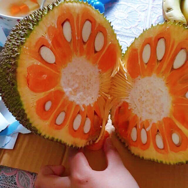 Cây MÍT RUỘT ĐỎ ghép, siêu quả thơm ngọt mát cây ảnh số 1, cam kết giống chuẩn