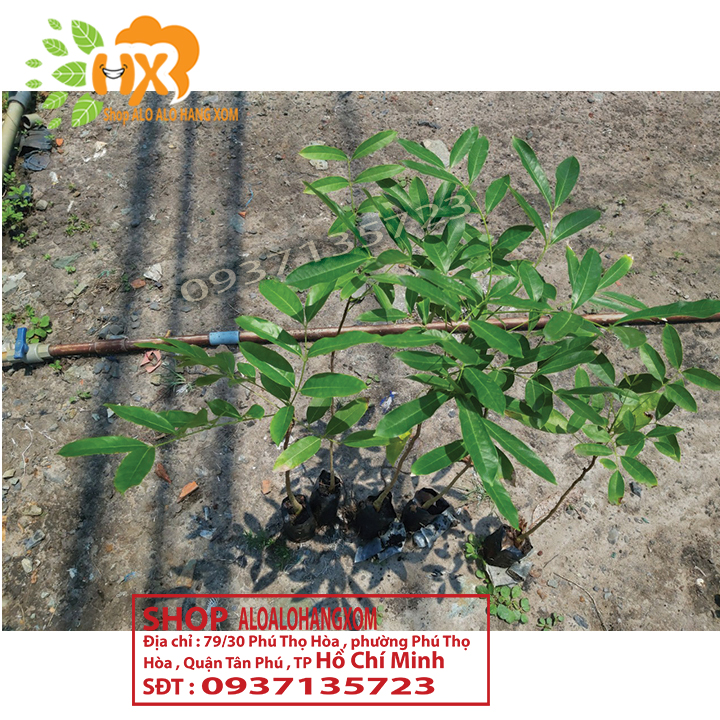 [HCM]Combo 5 cây xà cừ -cây giống