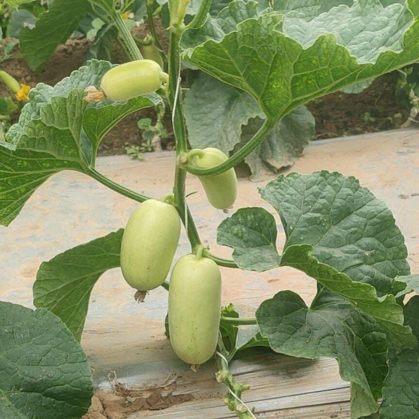 Hạt giống dưa chuột ngọc nữ (dưa chuột táo)