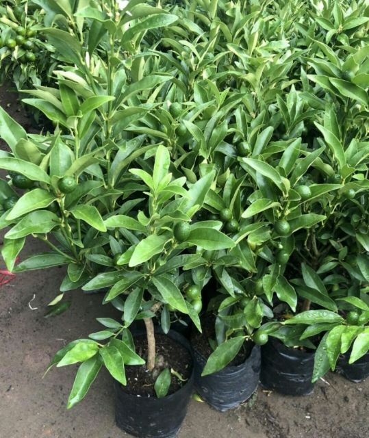 (xả kho đón tết) Cây quất ngọt chơi tết