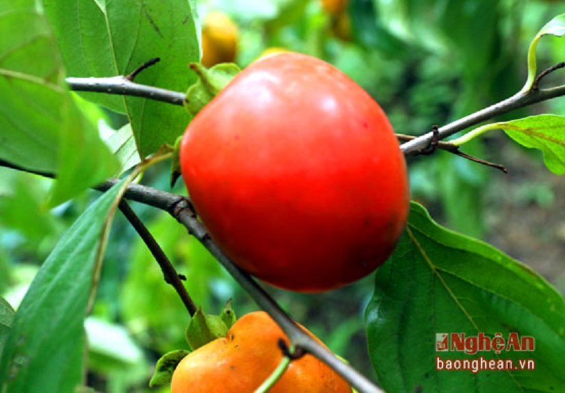 Cây hồng đỏ