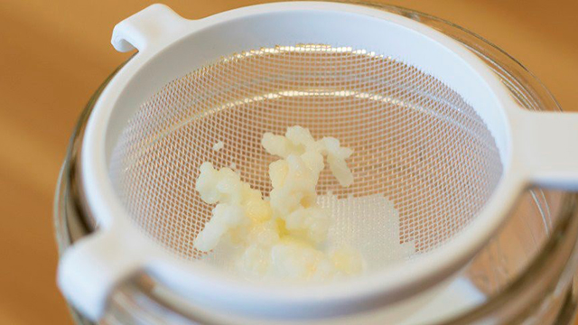 Nấm sữa kefir. nấm tây tạng, con men làm sữa chua