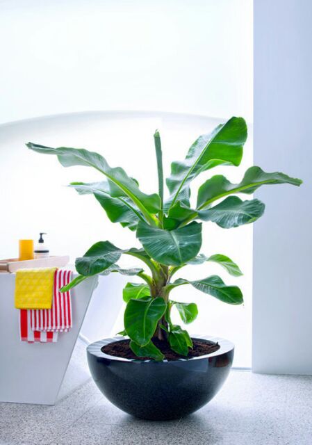 Cây chuối cảnh siêu lùn mini, Cây đẹp, giống chuẩn