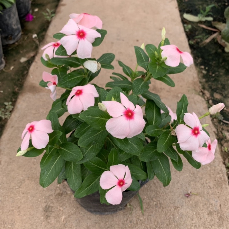 Hoa dừa cạn nhiều màu, dễ trồng (0.01g)