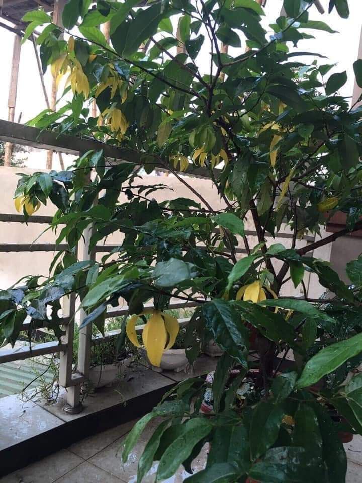 Cây giống Hoa Dẻ