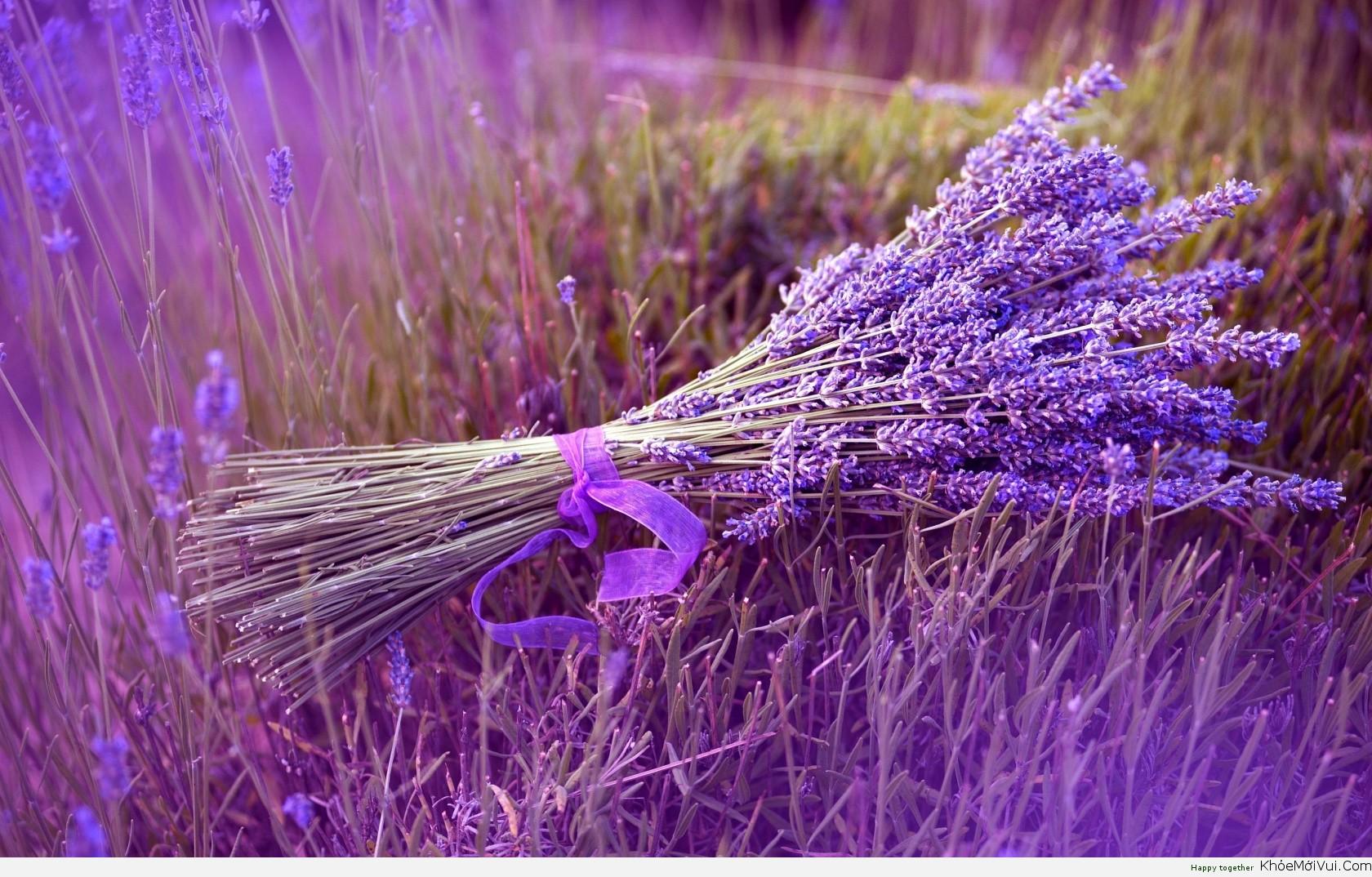 Tinh dầu hoa oải hương Lavender (100ml)