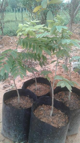 Combo 2 Cây sưa đỏ giống- cao 60cm
