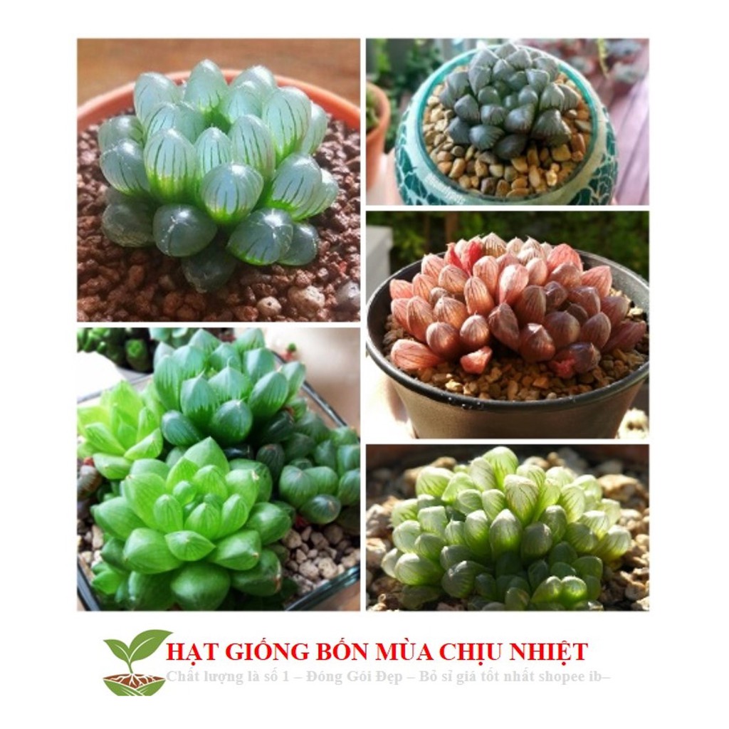 68A Hạt Giống Sen Đá Kim Cương (20 Hạt)