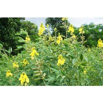 1kg Hạt muồng vàng nhỏ