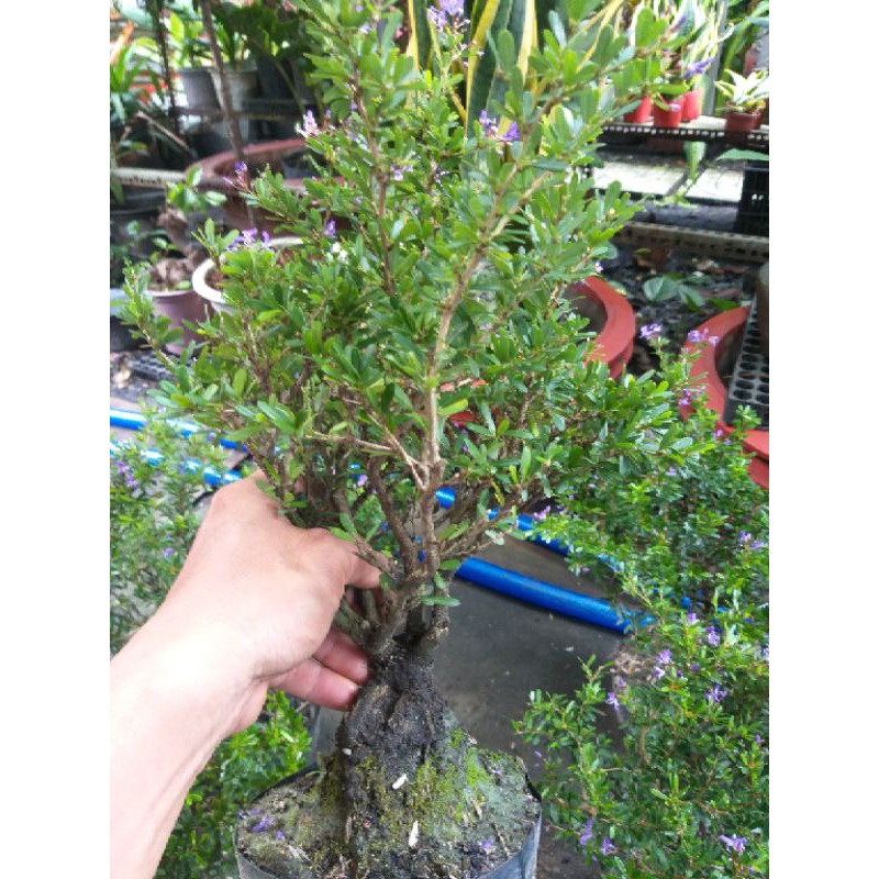 Linh sam 86 lá nhỏ dạng phôi