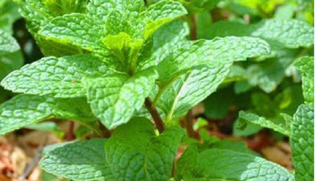 Hạt giống rau húng lũi ( húng bạc hà  ) - 1 gói 0.2gram
