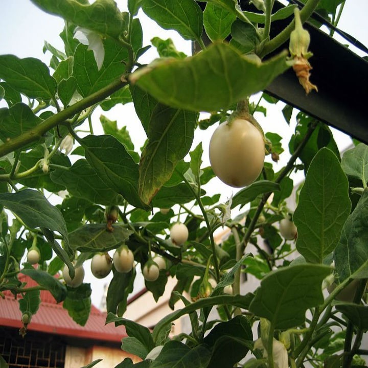 White Ca Phao Seeds - 1 Pack of 0.5 Grams