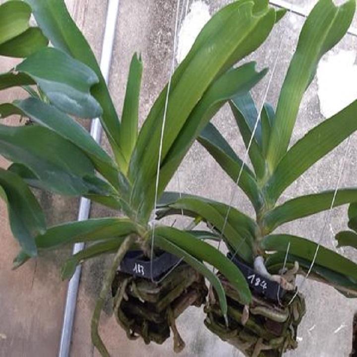 Hoa lan nghinh xuân đỏ cây to khủng