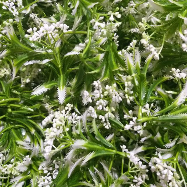 1KG CỎ ĐIỂM  mix mẫu lôn xộn .DÙNG ĐIỂM CHO BÓ HOA SÁP .HOA GIẤY .