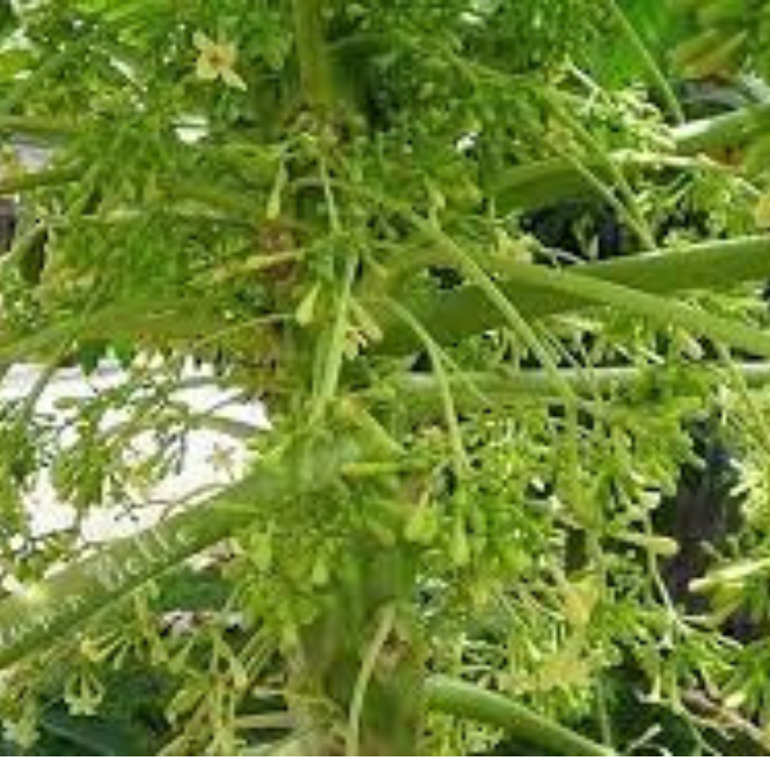 gói 200 hạt giống đu đủ đực lùn siêu hoa