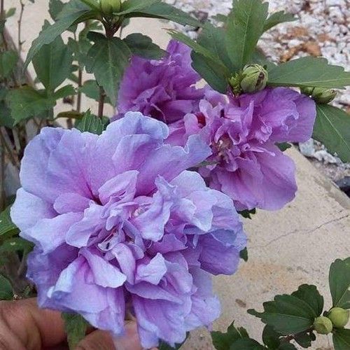 Hạt giống hoa dâm bụt kép
