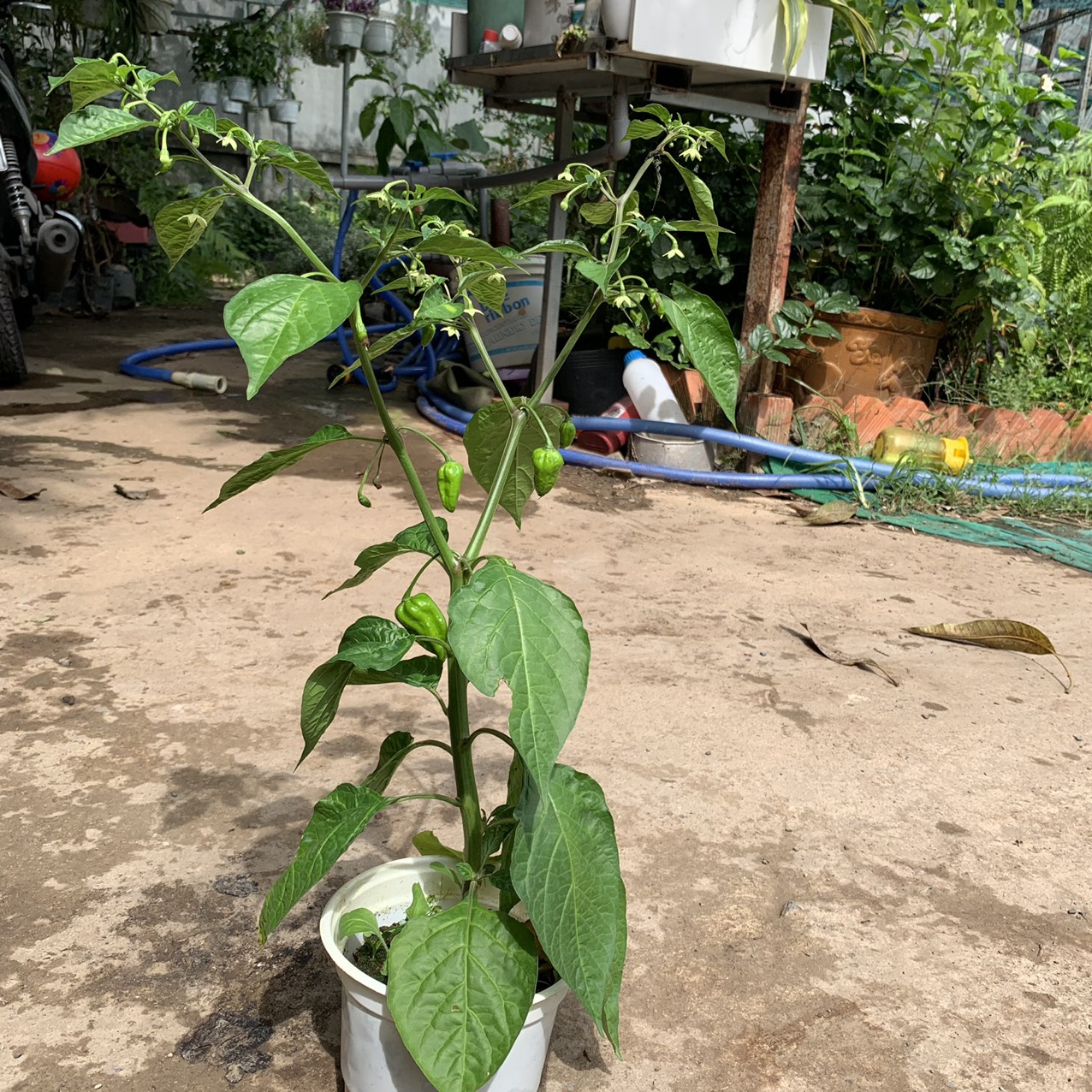 Cây ớt siêu cay Habanero Mexico